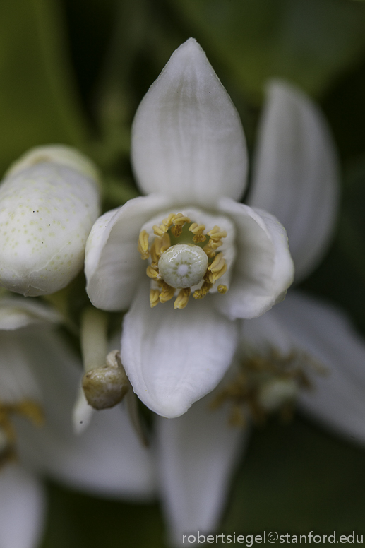 kumquat flower